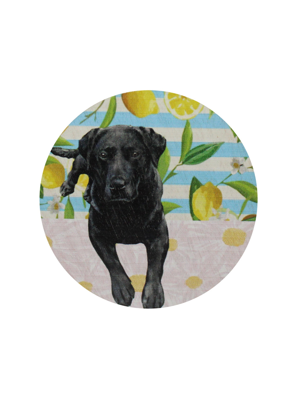 Sand + Paws Tropical Citrus Cozy 12 oz scented candle
