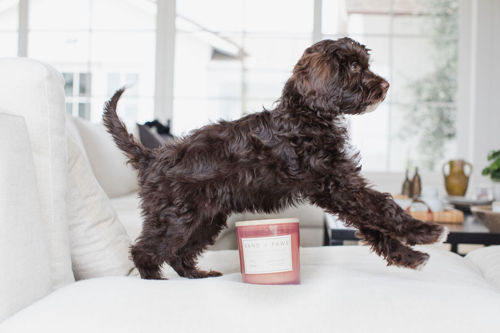 Sand + Paws Goji Berry Cozy 21 oz scented candle