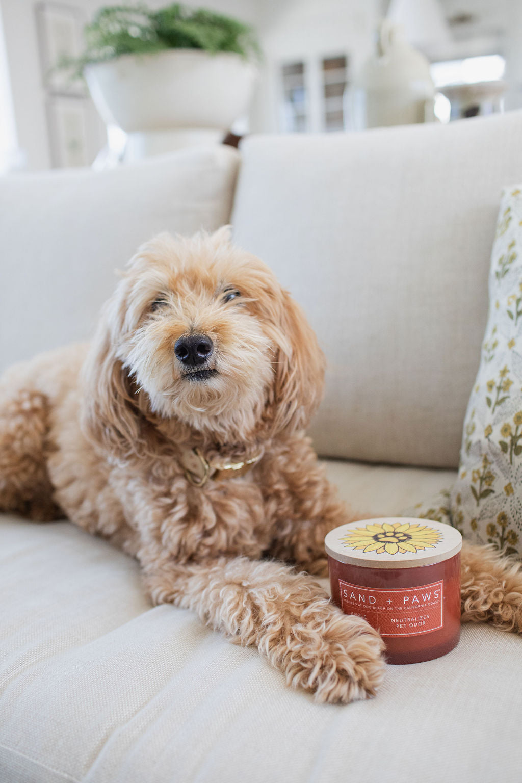 Sand + Paws Apple Spice Cozy 12 oz scented candle