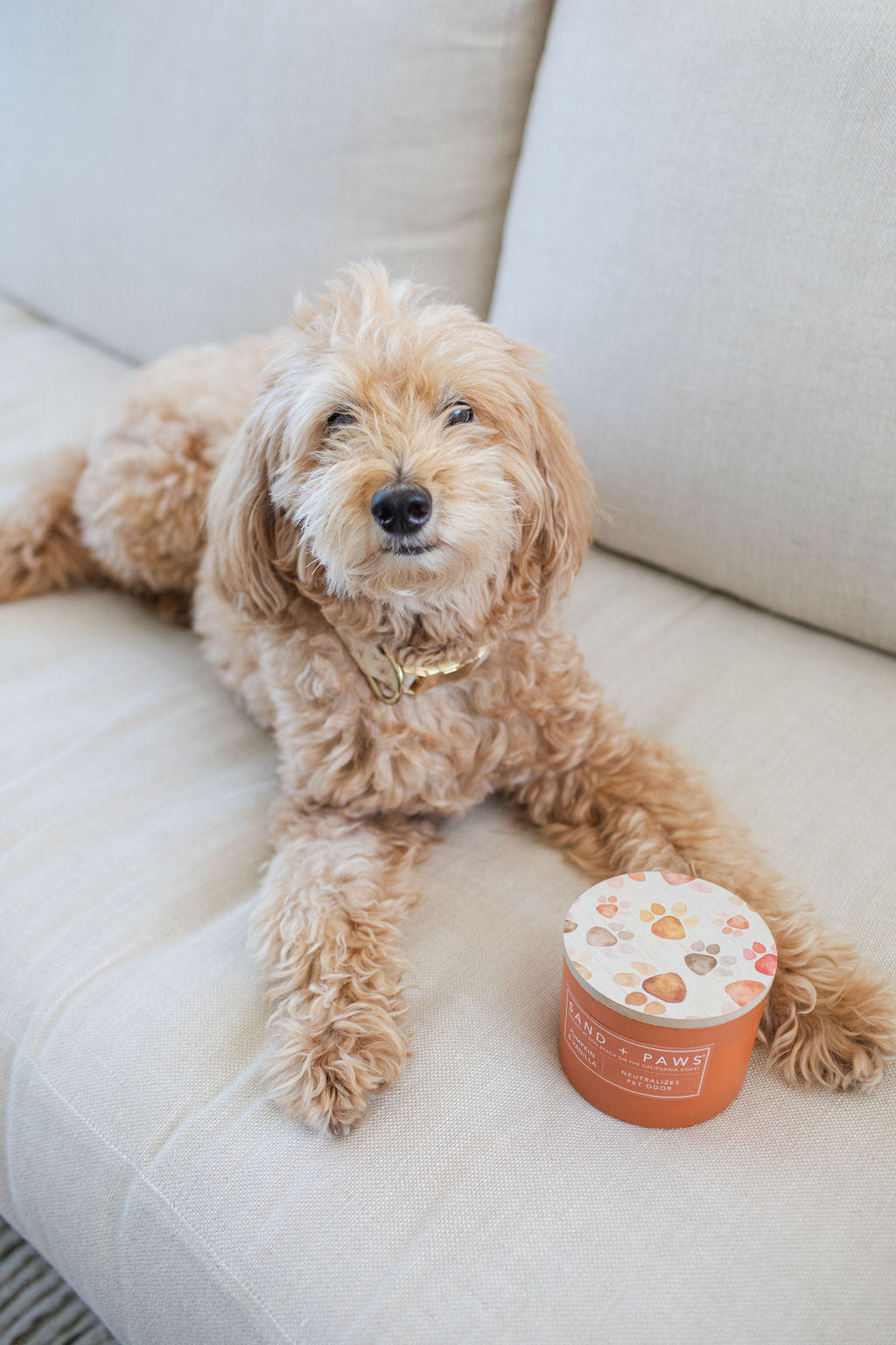 Sand + Paws Pumpkin & Vanilla Cozy 12 oz scented candle