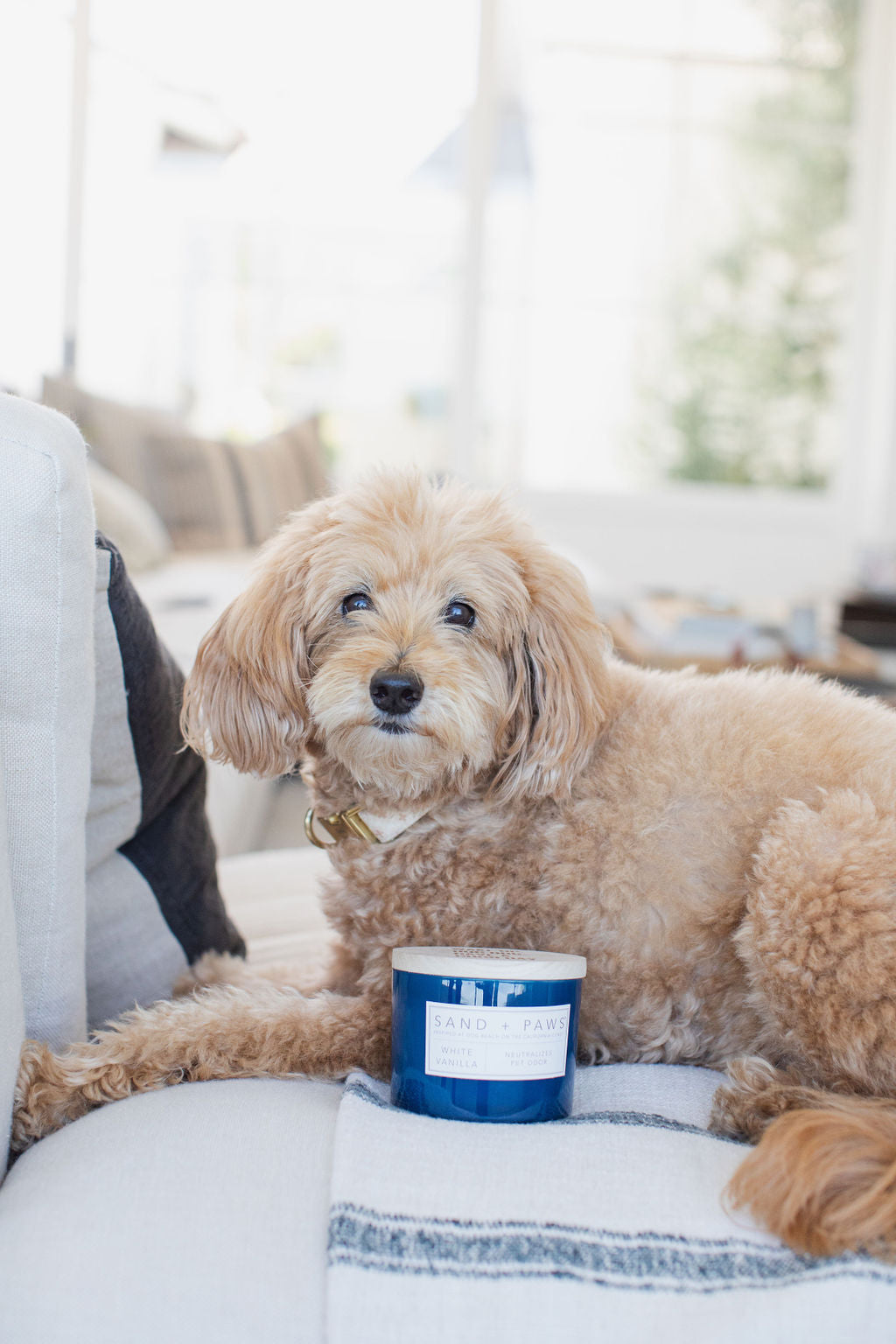 Sand + Paws White Vanilla Cozy 12 oz scented candle
