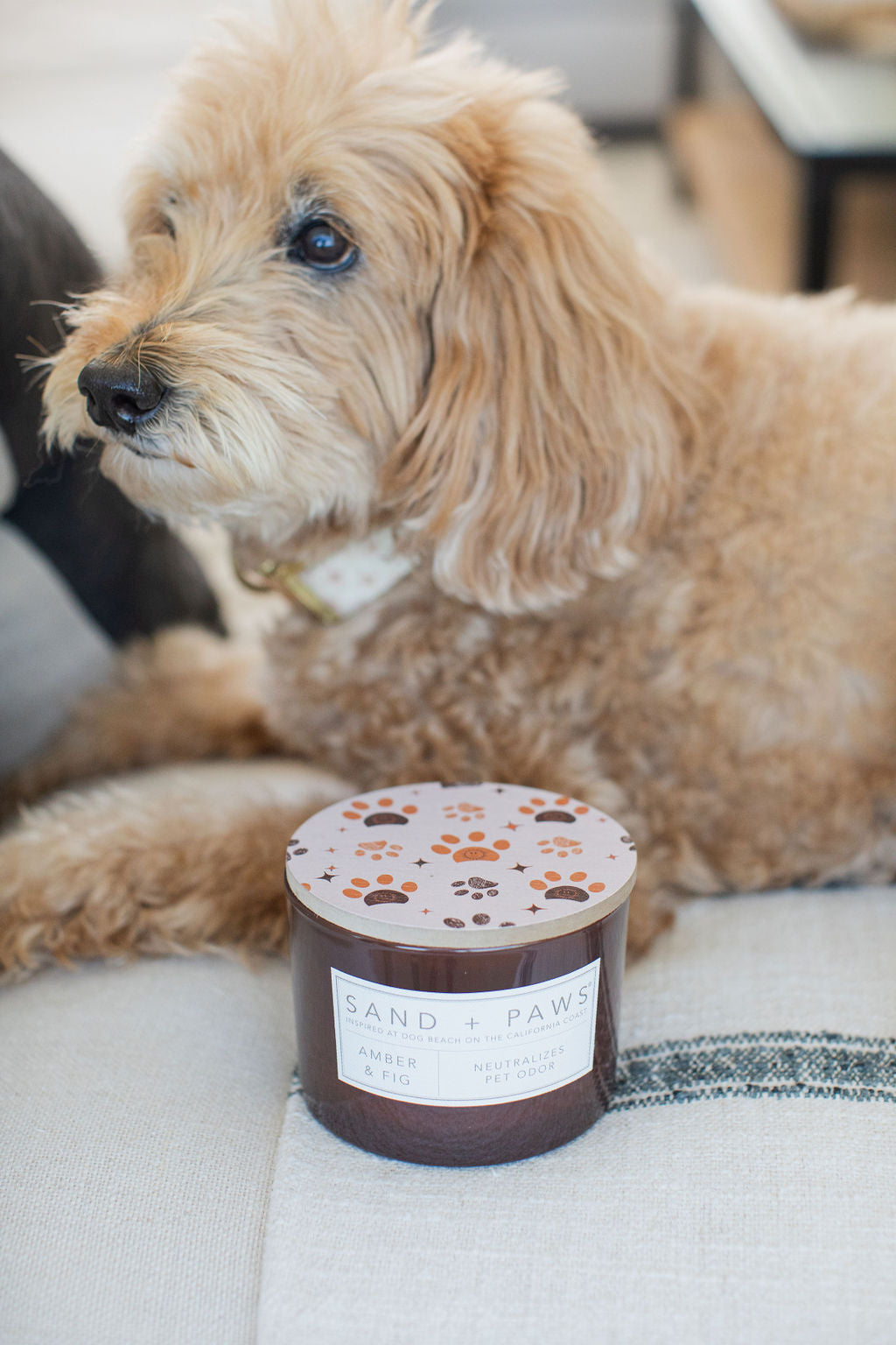 Sand + Paws Amber & Fig Cozy 12 oz scented candle