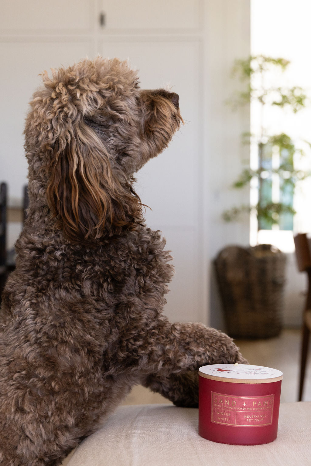 Sand + Paws Winter White Cozy 12 oz scented candle