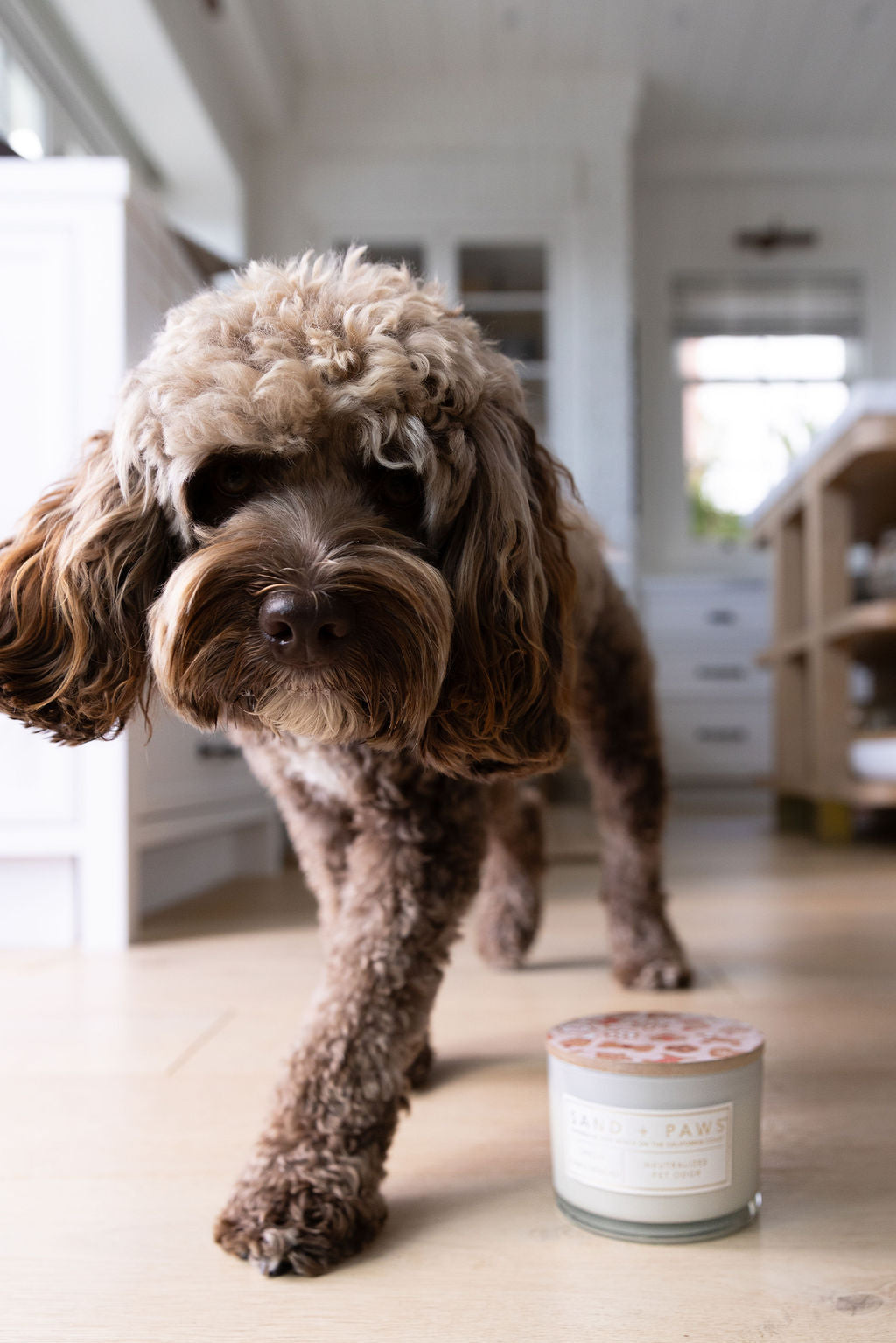 Sand + Paws Spiced Gingerbread Cozy 12 oz scented candle