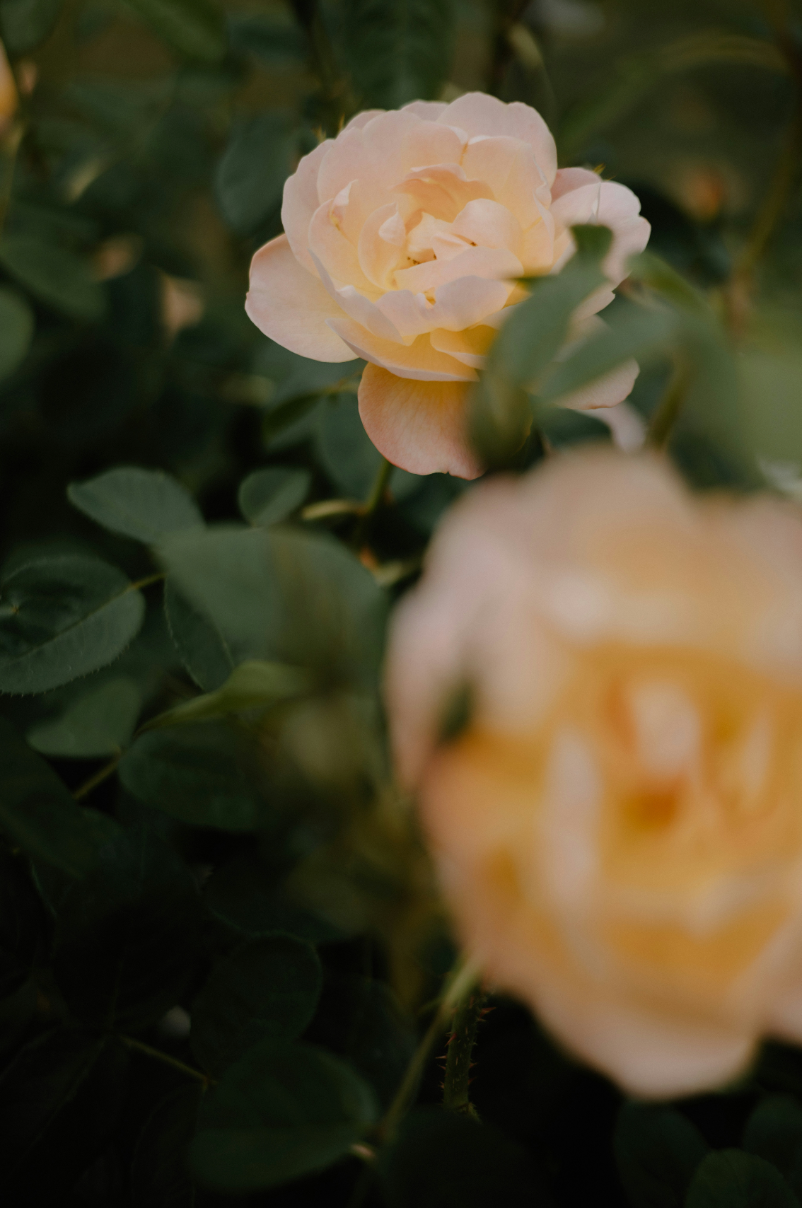 Rose of Nowhere Luxurious 50ml Perfume Oil Rollerball