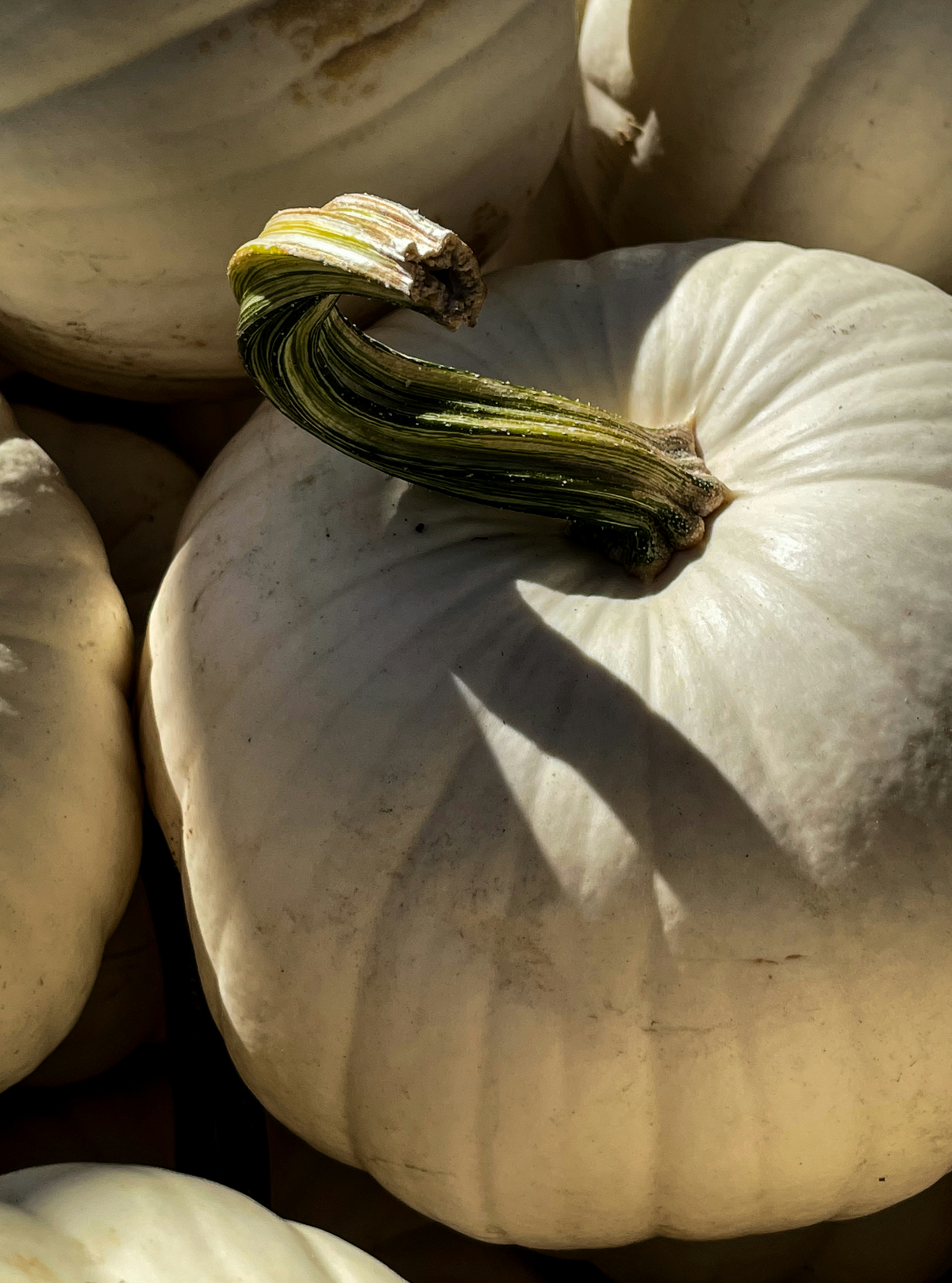 White Pumpkin Gentle 15.7 oz Liquid Hand Soap