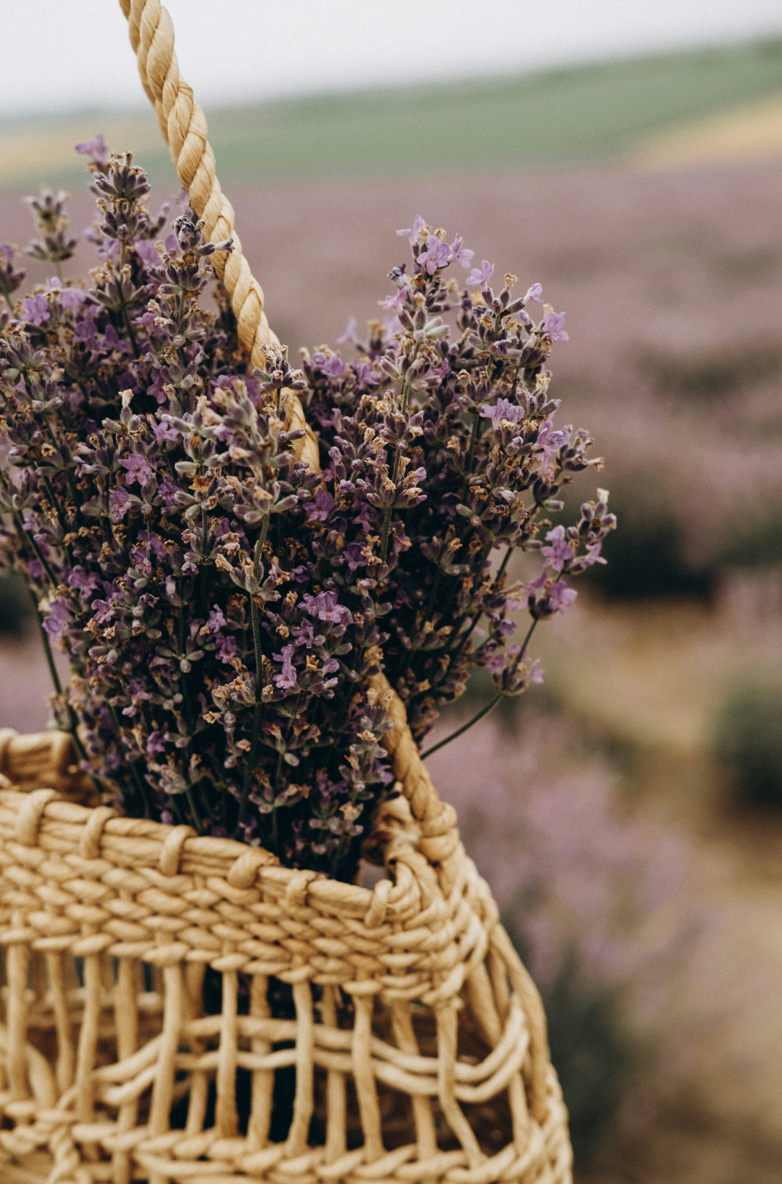 Cedar & Lavender Refreshing 100 ml Room Spray