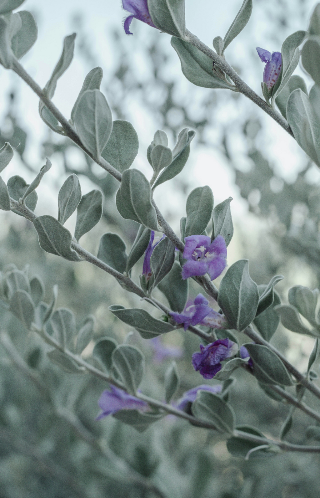 Eucalyptus & Lavender Cozy 11 oz scented candle