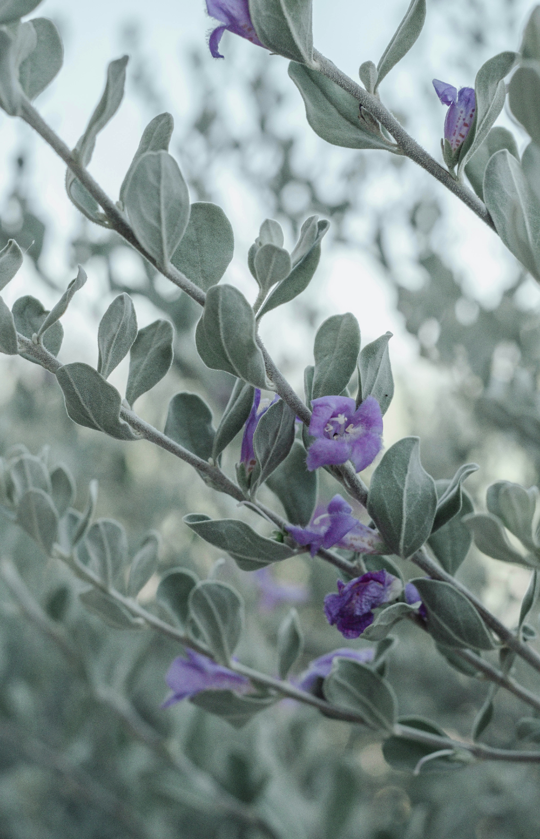 Eucalyptus & Lavender Cozy 11 oz scented candle
