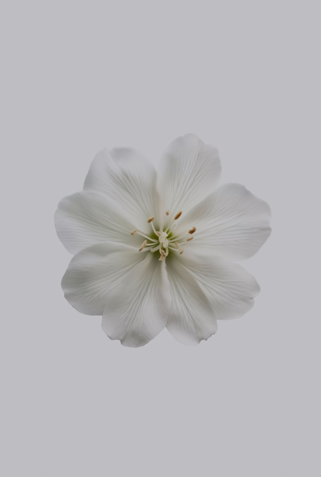 Fresh Jasmine Cozy 12 oz scented candle