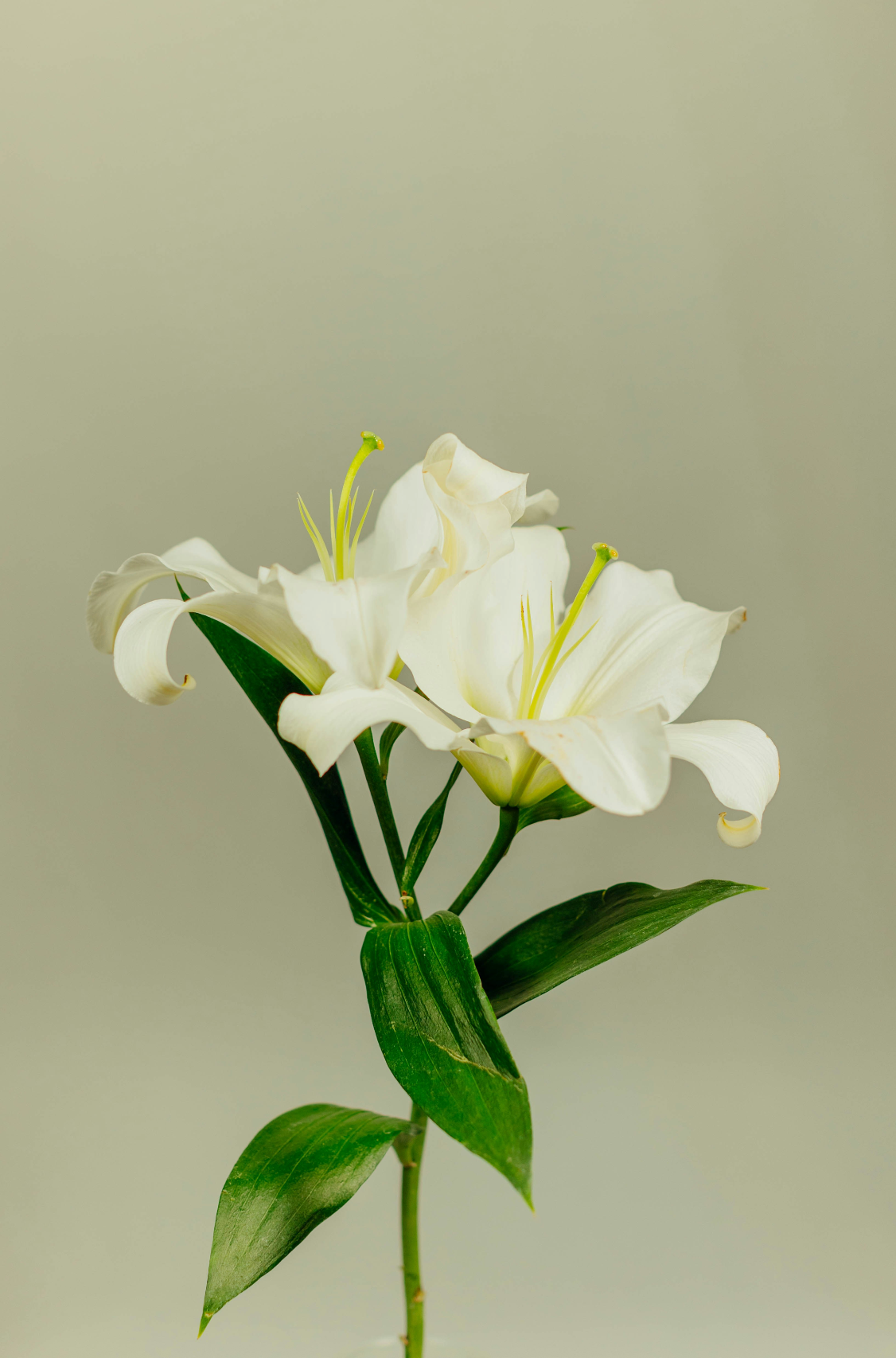 Gardenia Cozy 12 oz scented candle