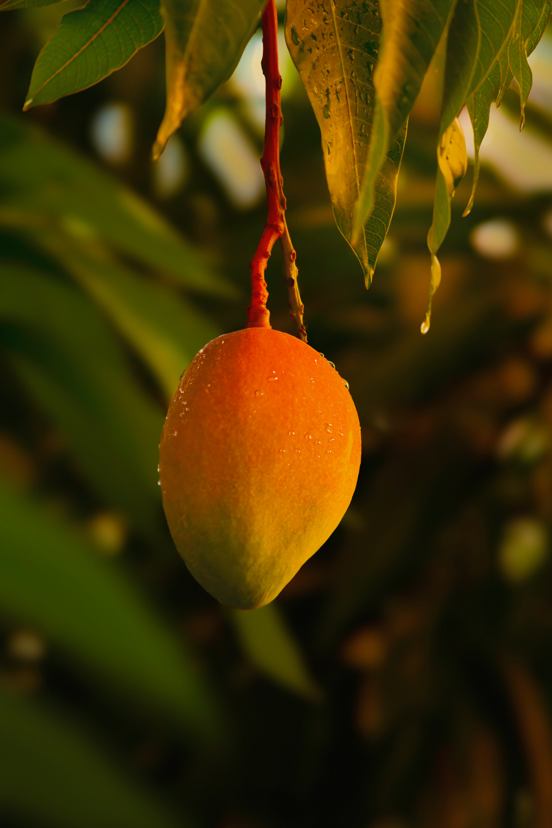 Guava Mango Exfoliating 12.7 oz Body Scrub