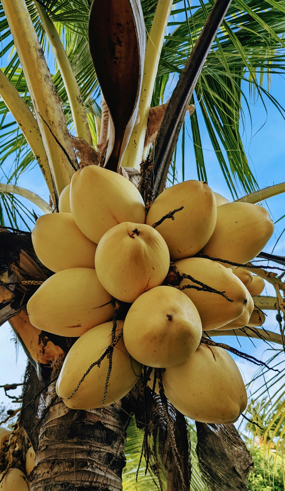 Mango Coconut Nourishing 32 oz Body Wash