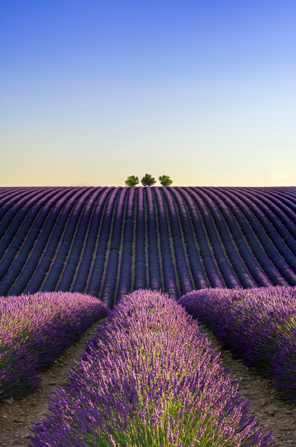 Provence Lavender & Woods Cozy 10 oz scented candle
