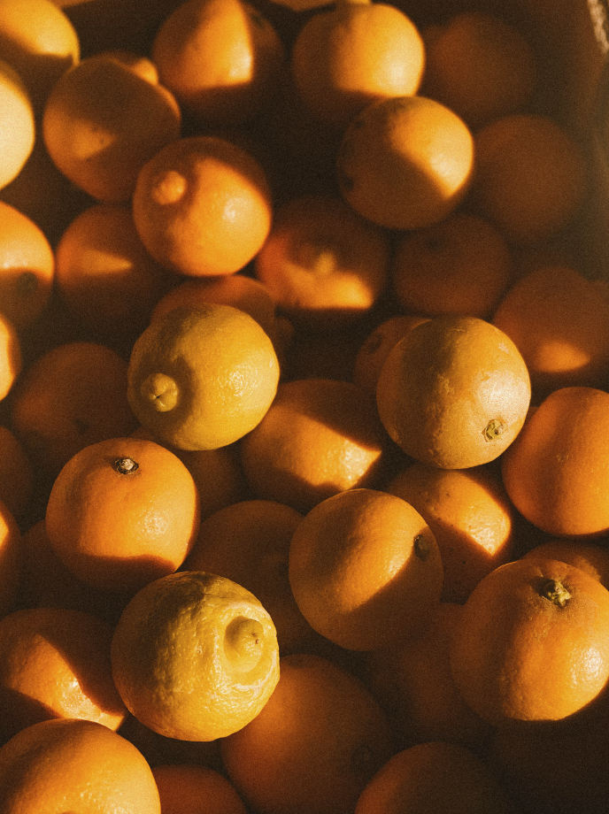 Sand + Paws Golden Citrus Cozy 12 oz scented candle
