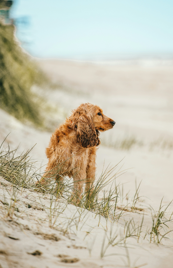Sand + Paws Sun-n-Fun Cozy 12 oz scented candle