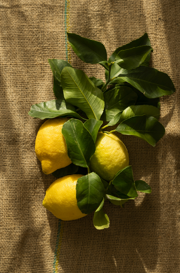 Olive Lemon Cozy 12 oz scented candle