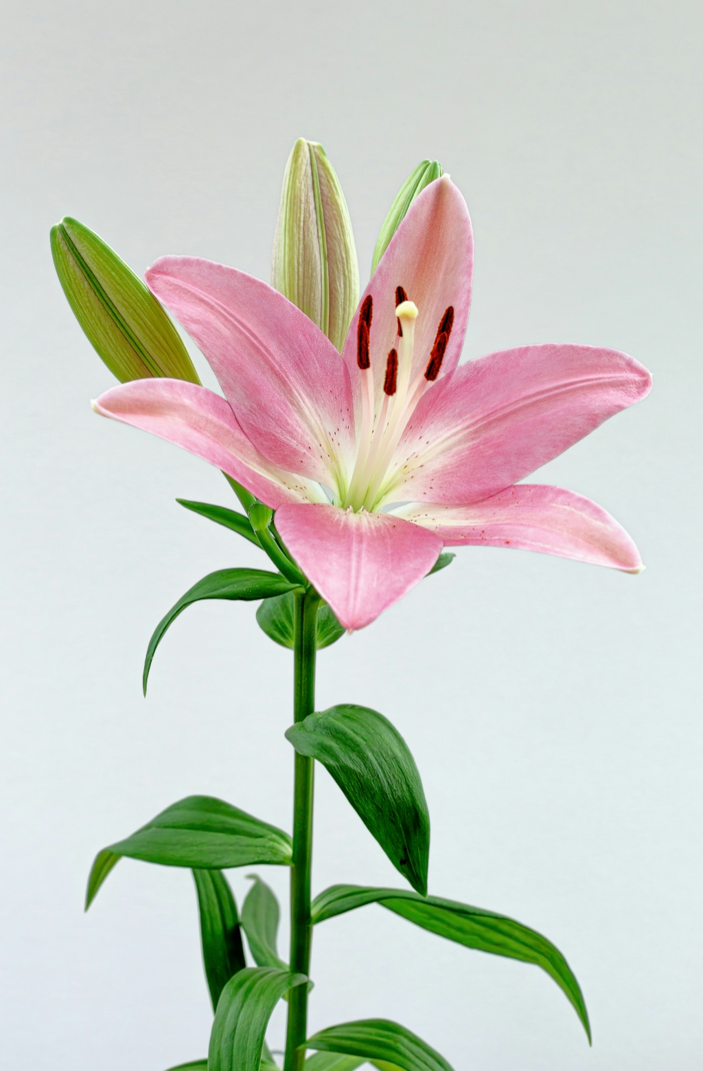 Peony & Lily Elegant 100 ml Eau de Toilette