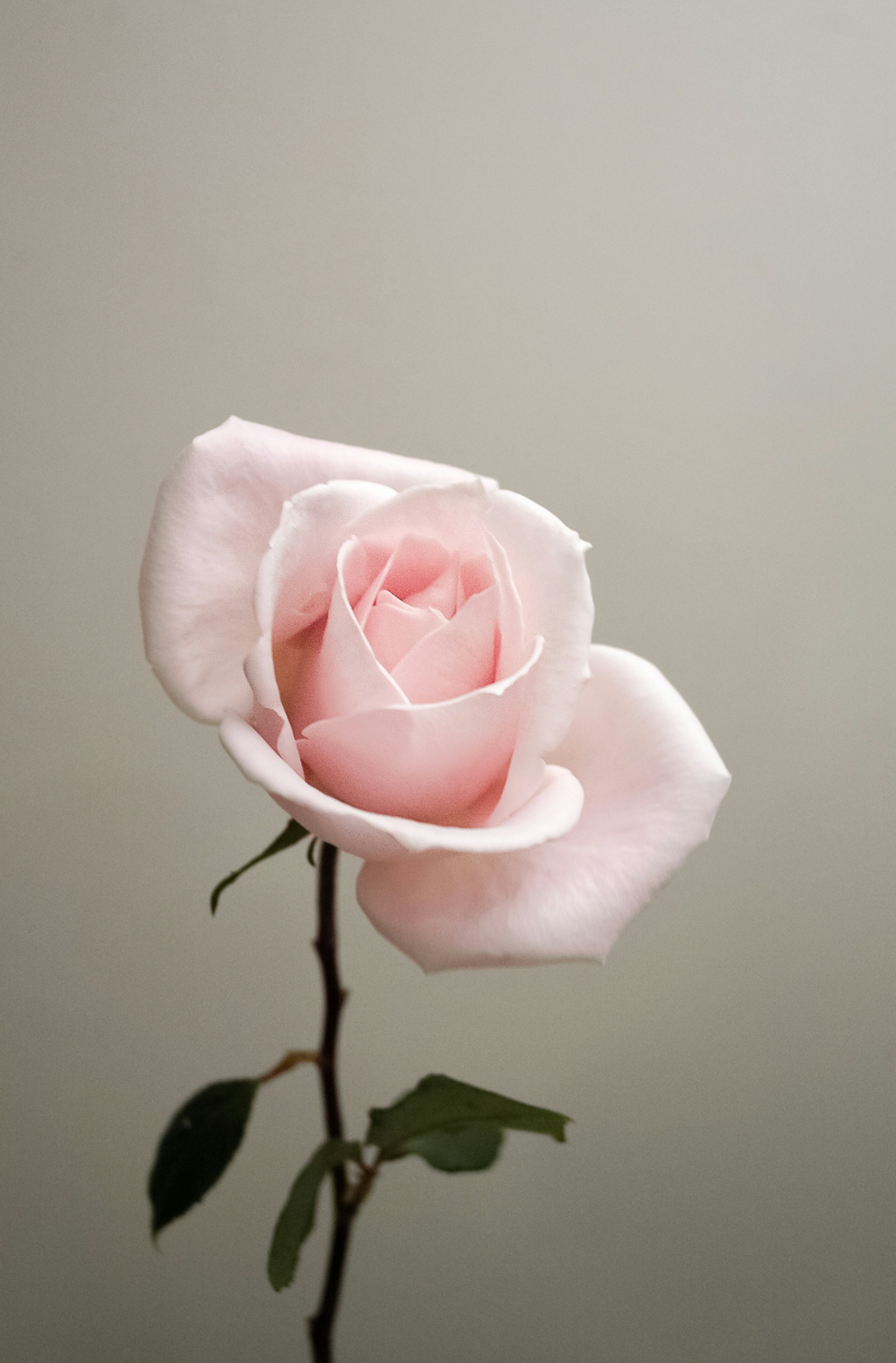 Sweet Rose Luxurious 50 ml Perfume Oil Dropper