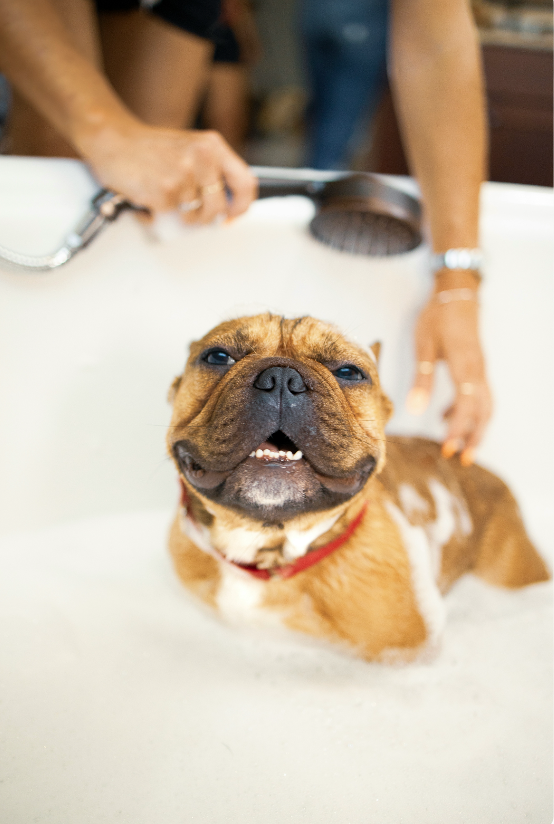 Premium Sand + Paws Pet Shampoo & Conditioner - Lavender & Oatmeal