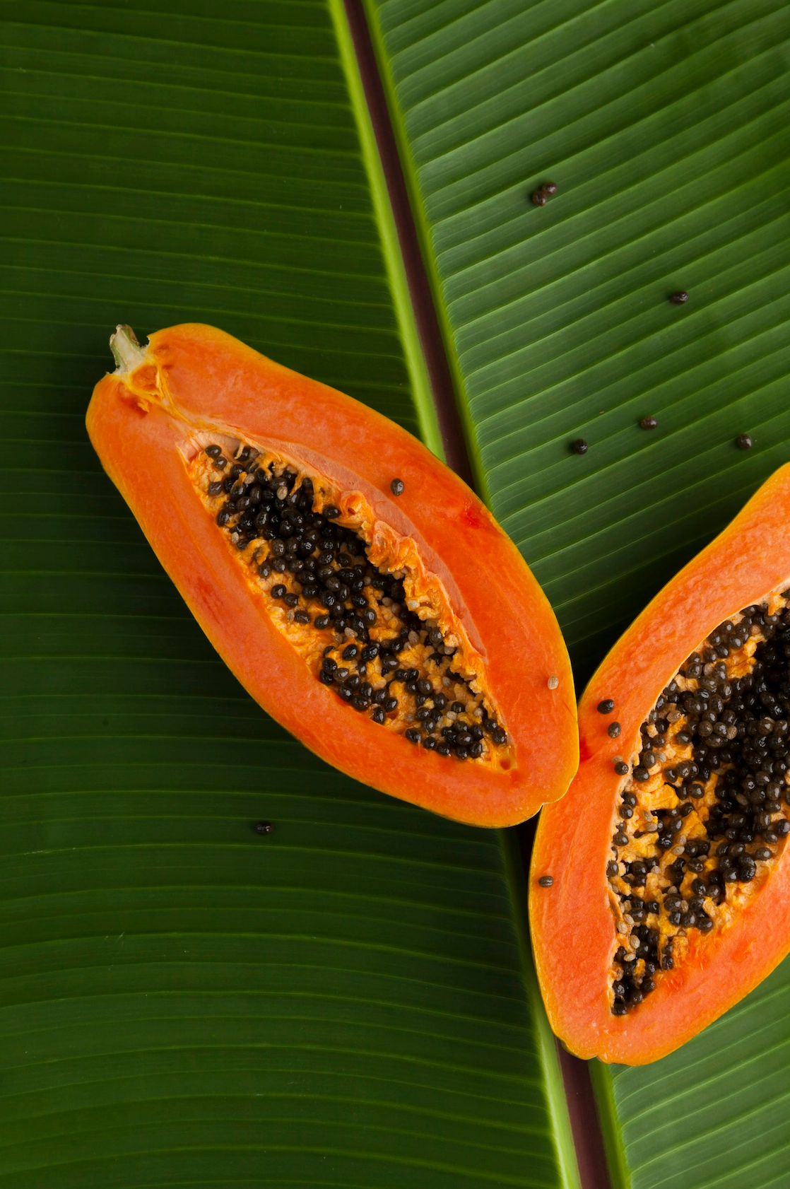 Island Papaya Cozy 10 oz scented candle