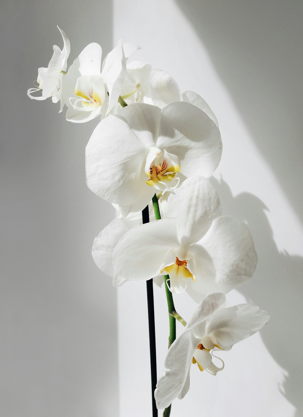 Vanilla Orchid Nourishing 16.9 oz Whipped Body Butter