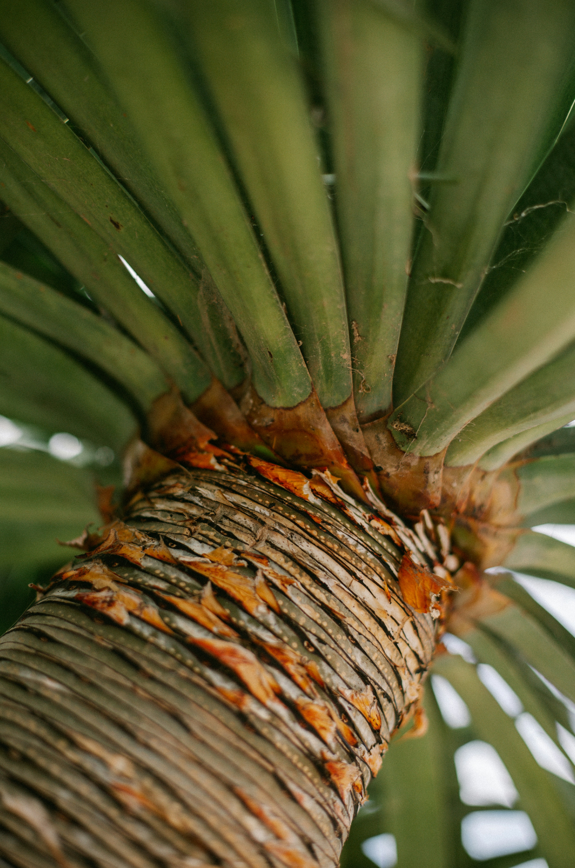Driftwood & Pineapple Cozy 12 oz scented candle