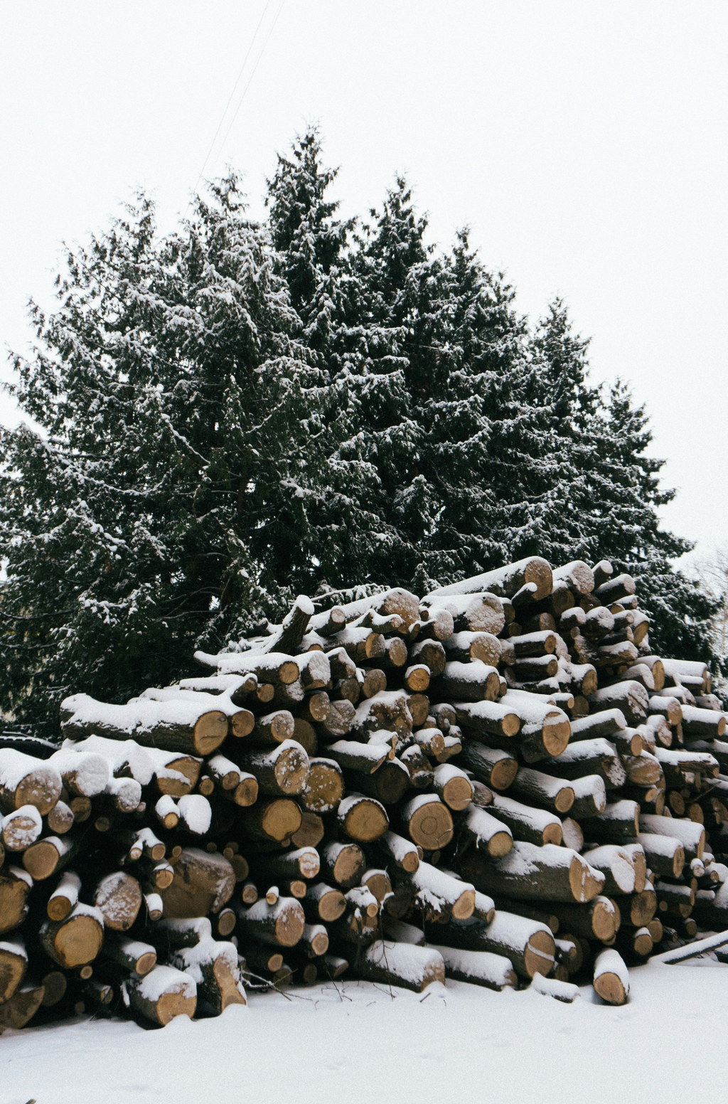 Firewood & Silver Fir Cozy 6 oz scented candle