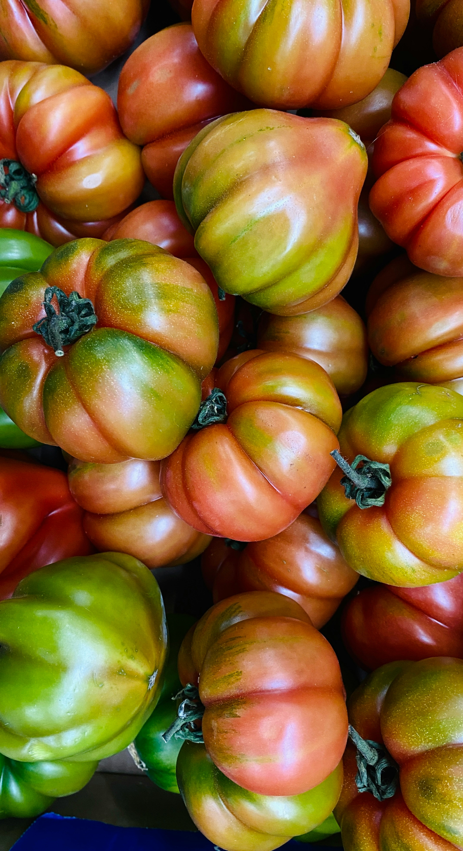 Sicilian Tomato Cozy 12 oz scented candle