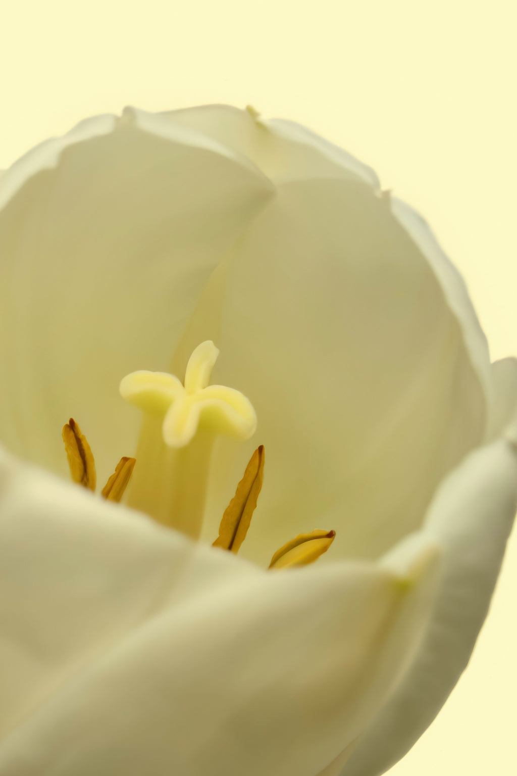 White Tulip Luxurious 50ml Perfume Oil Rollerball