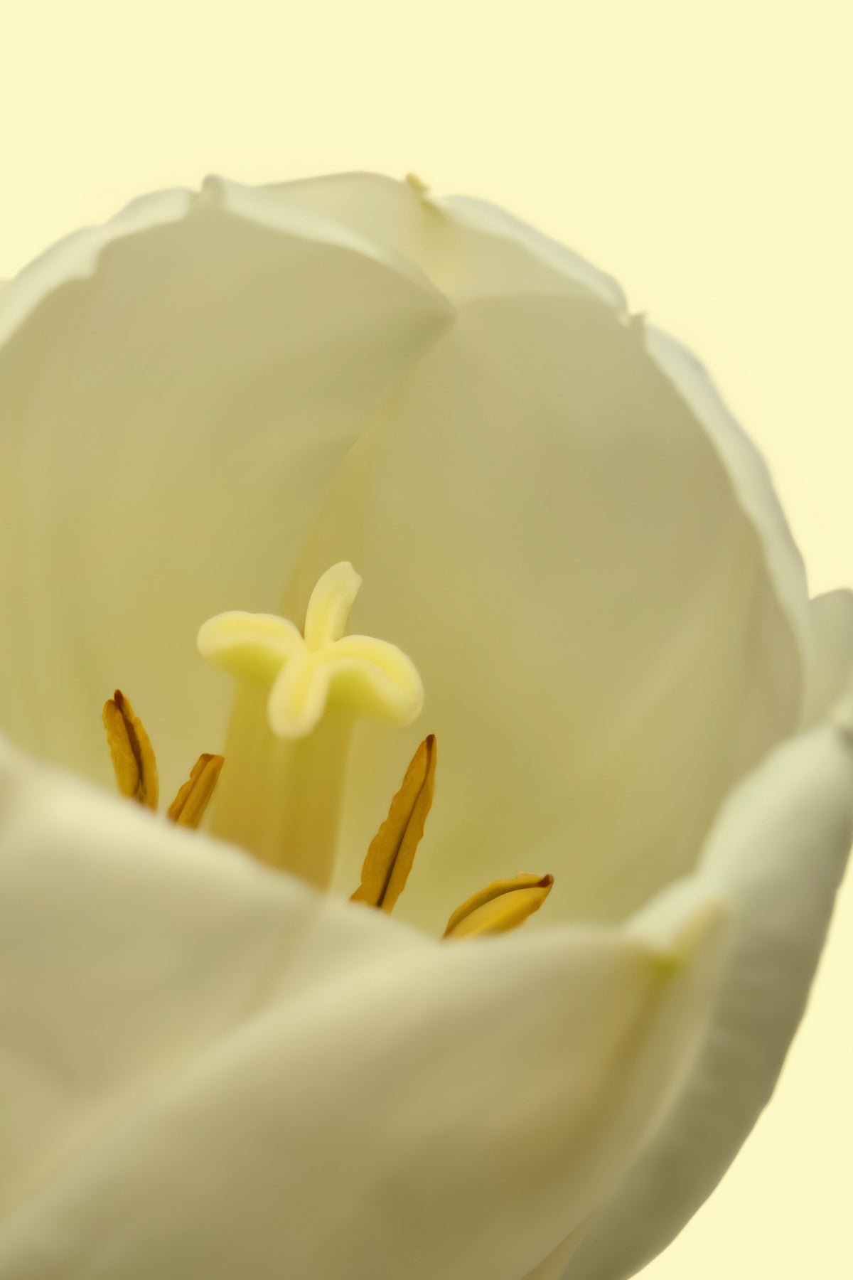 White Tulip Luxurious 50ml Perfume Oil Rollerball