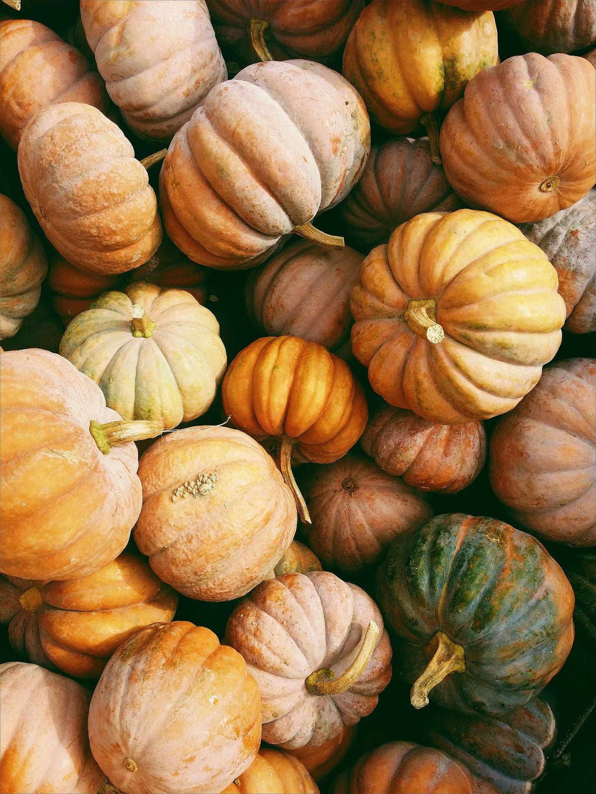 Sand + Paws Pumpkin Harvest Cozy 12 oz scented candle