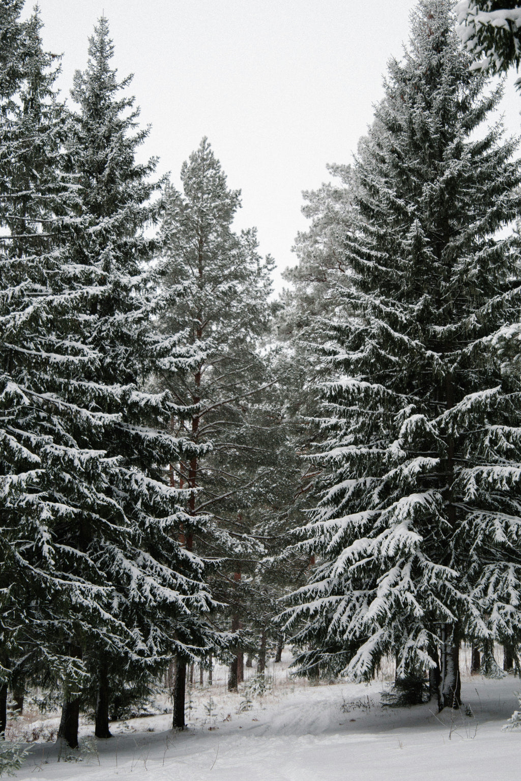 Winter Pine Cozy 12 oz scented candle
