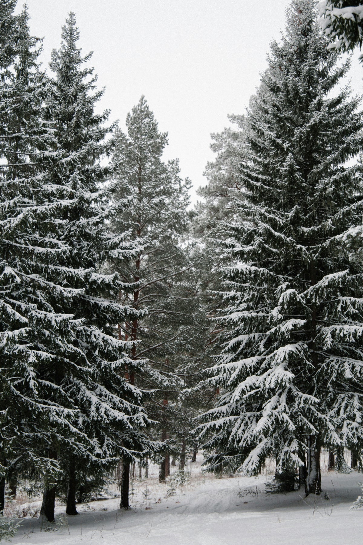 Winter Pine Cozy 12 oz scented candle